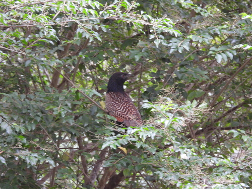 Pheasant Coucal (Centropus phasianinus), photo 5