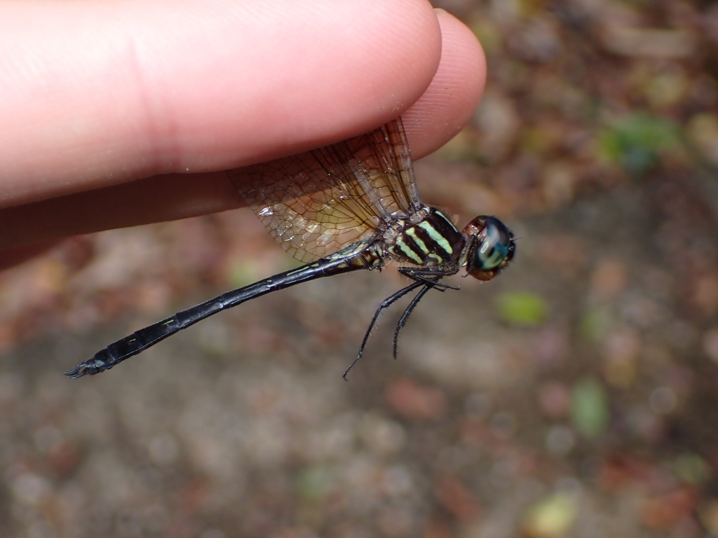 Brechmorhoga travassosi