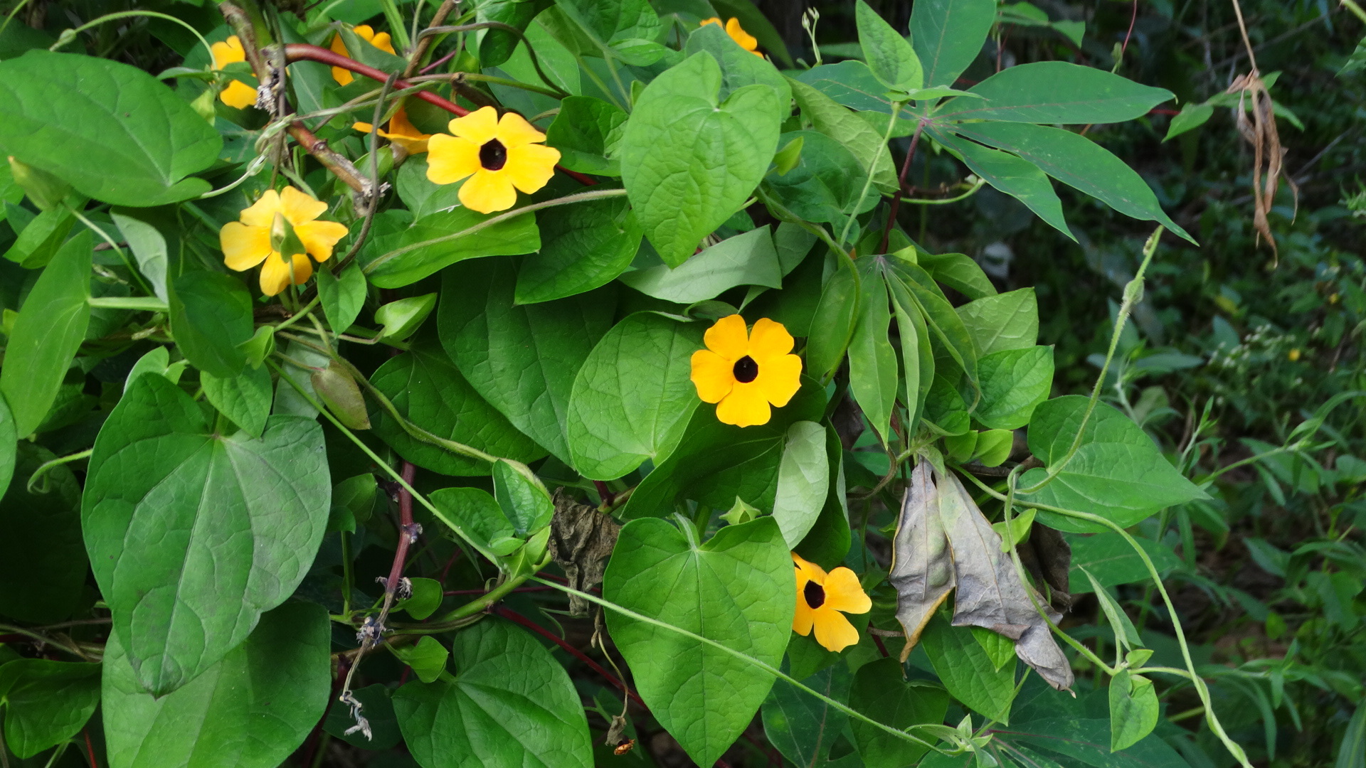 Thunbergia alata