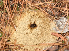 Colletes ultravalidus