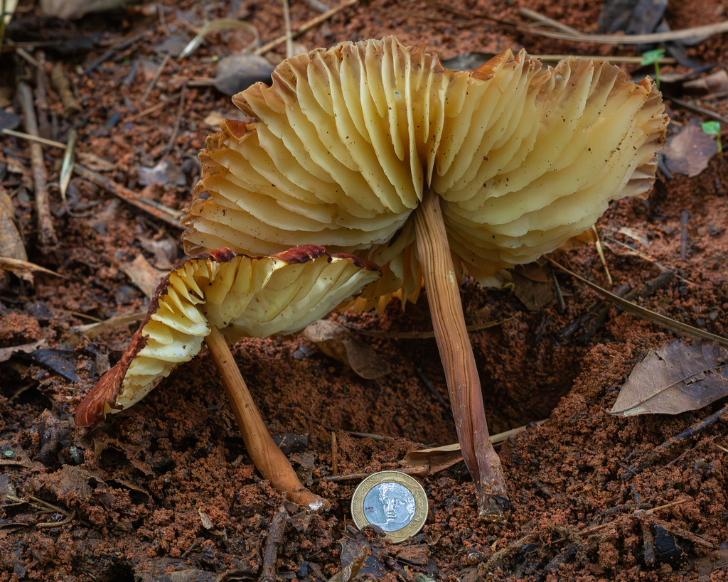 Marasmius magnus · January 2026 · photo: © deniszabin (iNaturalist, cc-by)