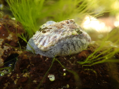 Siphonaria australis