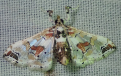 Leucinodes