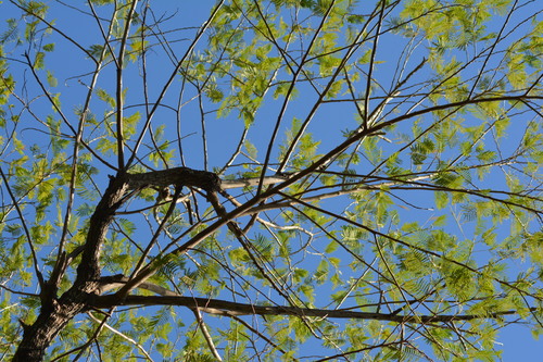 Foto de leucena