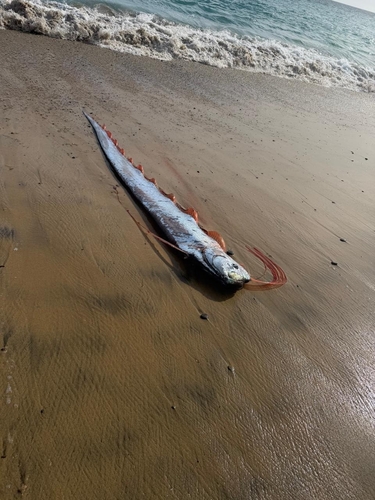Russell's oarfish (Regalecus russelii) — Regalecidae — 5
