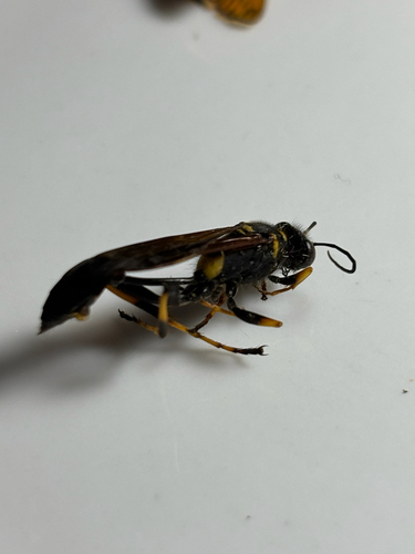 Yellow-legged Mud-dauber Wasp