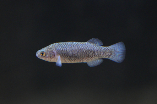 Pahrump poolfish (Empetrichthys latos) — Goodeidae — 2