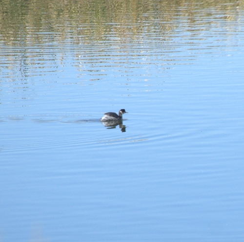 iNaturalist: (c) Alexandra Schock, some rights reserved (CC BY-NC), uploaded by Alexandra Schock iNaturalist image