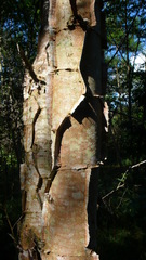 Piptadenia gonoacantha