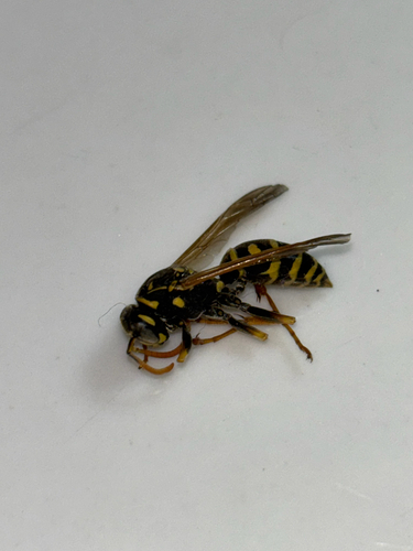 European Paper Wasp