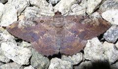 Feigeria claricostata