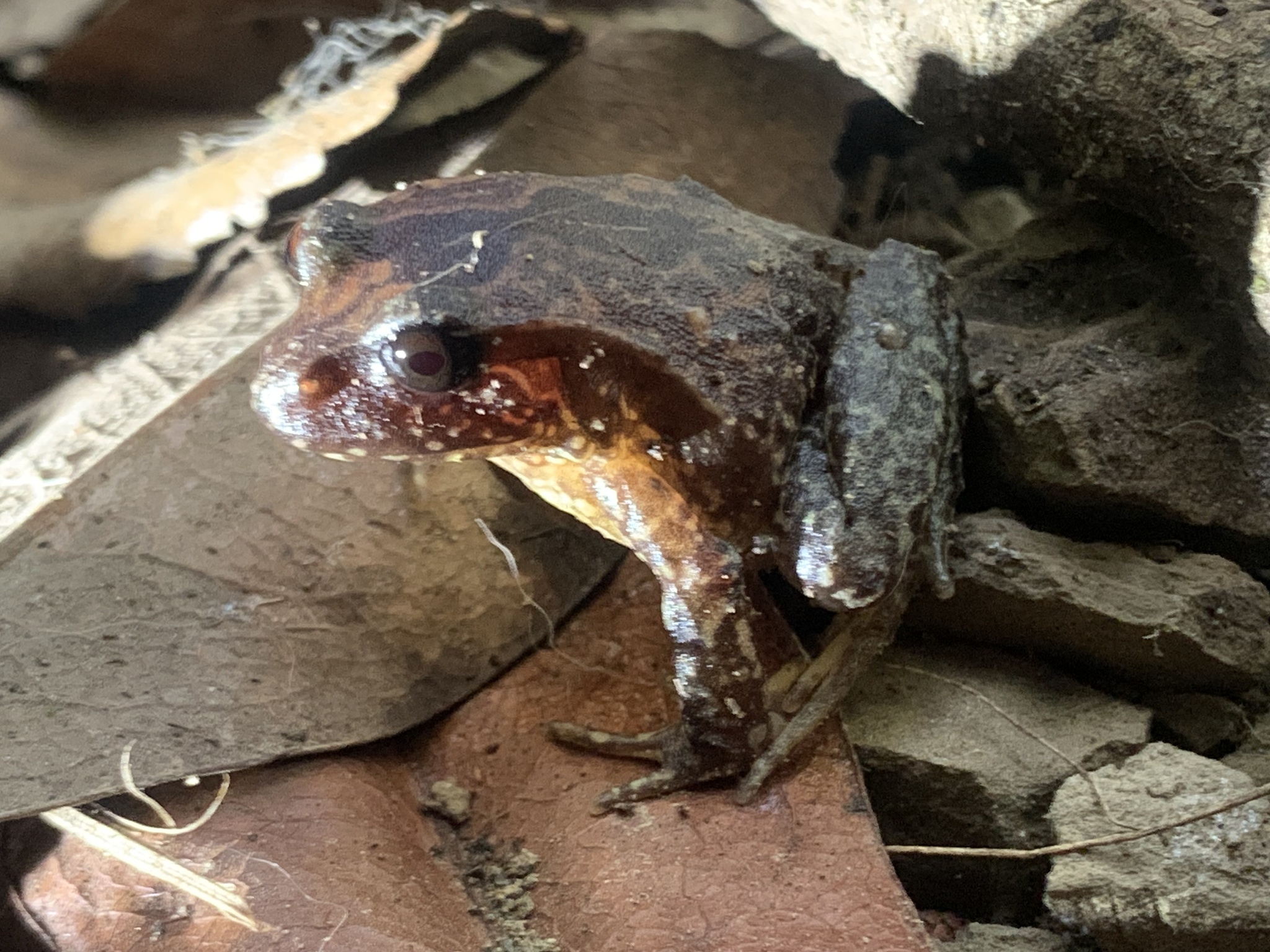 Eupsophus roseus (Duméril & Bibron, 1841)
