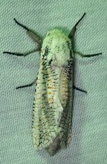 Azygophleps inclusa