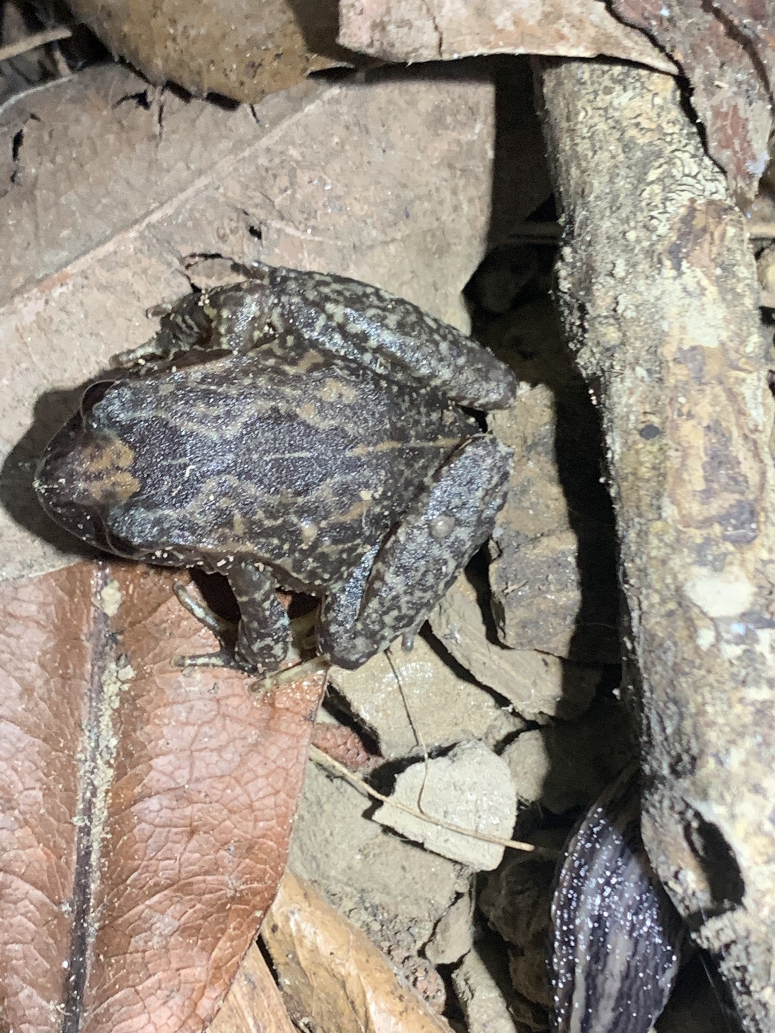 Eupsophus roseus (Duméril & Bibron, 1841)