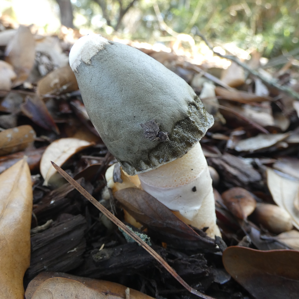 Phallus ravenelii · January 2026 · photo: © seangolden (iNaturalist, cc-by)