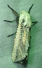Azygophleps inclusa
