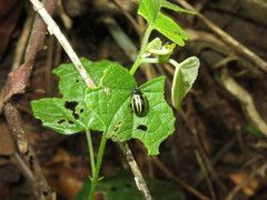 Desmogramma