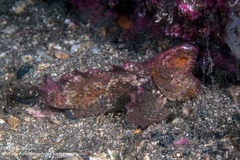 Aploactisoma milesii