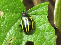 Desmogramma