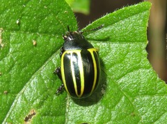 Desmogramma