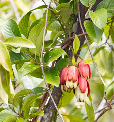 Passiflora riparia