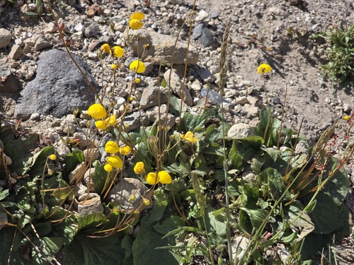 Calceolaria filicaulis, photograph 6