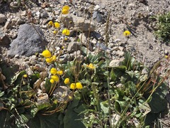 Calceolaria filicaulis, photograph (c) Cesar Ormazabal, some rights reserved (CC BY)