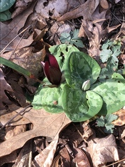 Trillium decumbens