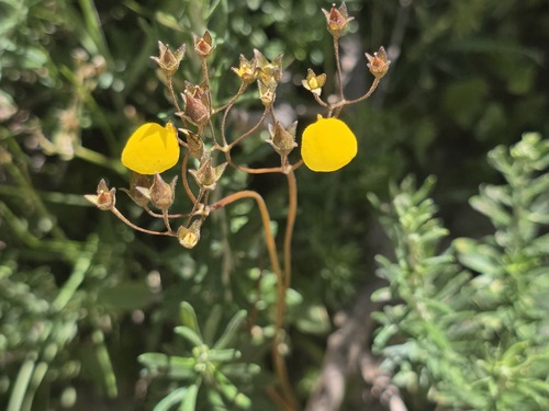 Calceolaria filicaulis, photograph 5