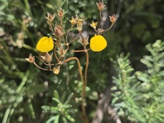 Calceolaria filicaulis, photograph (c) Cesar Ormazabal, some rights reserved (CC BY)