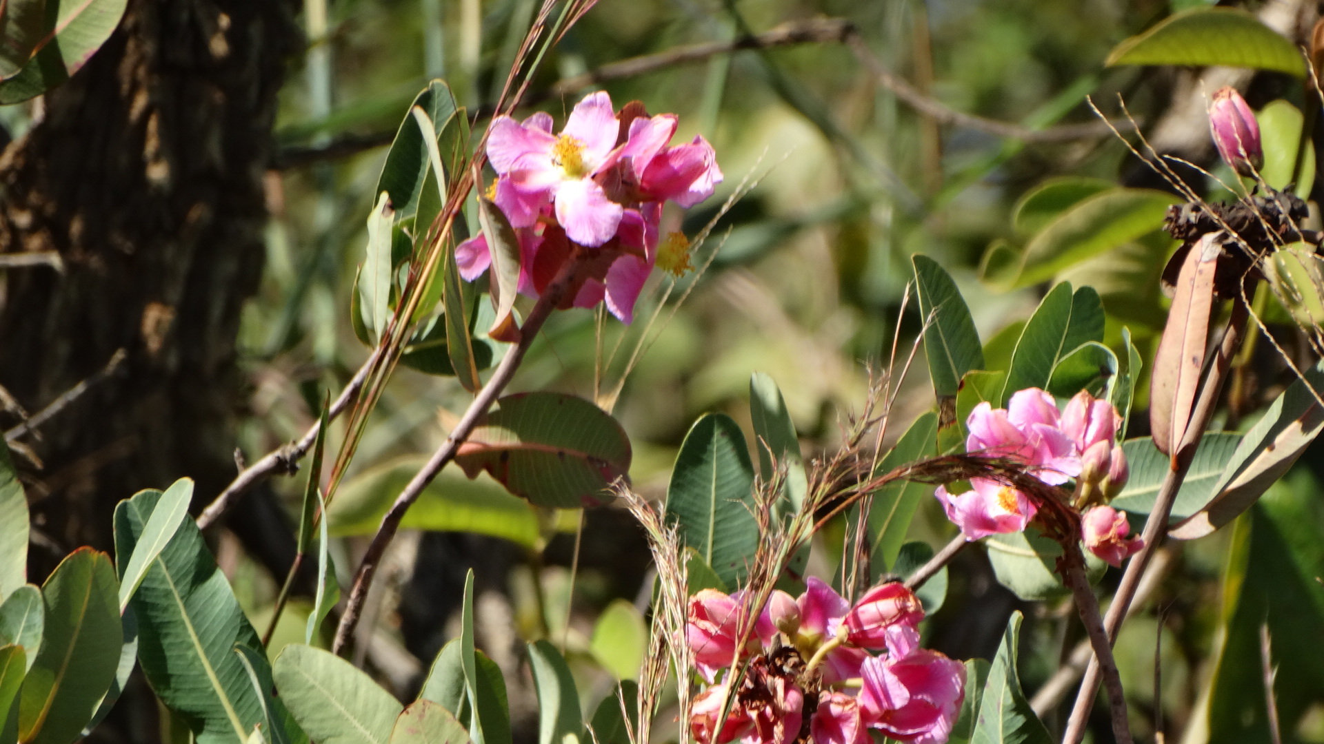 Kielmeyera rubriflora