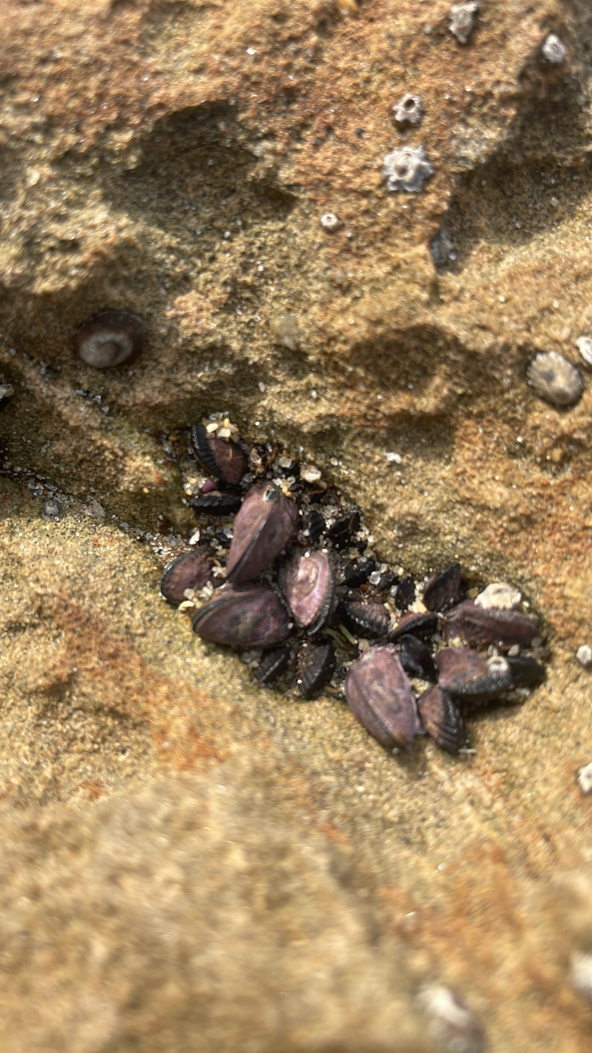 Mytilisepta bifurcata (Conrad, 1837), a relative of Septifer (Mytilisepta) — not Septifer (Mytilisepta) itself