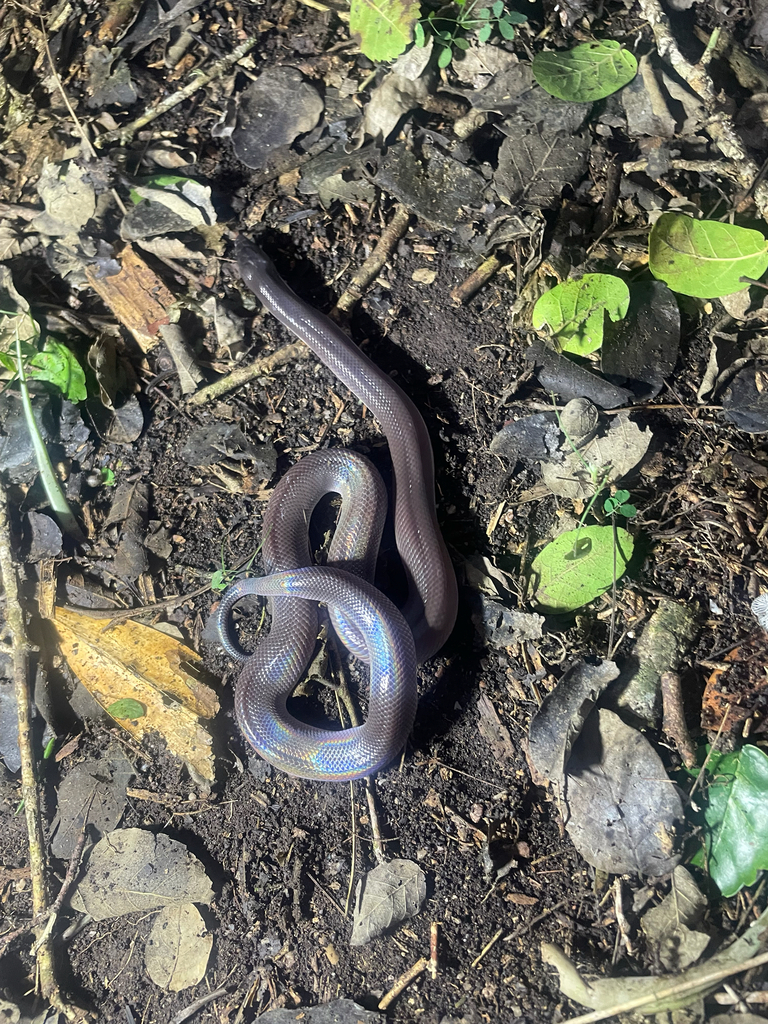 Mexican Burrowing Python from Olanchito, Yoro, HN on December 27, 2025 ...