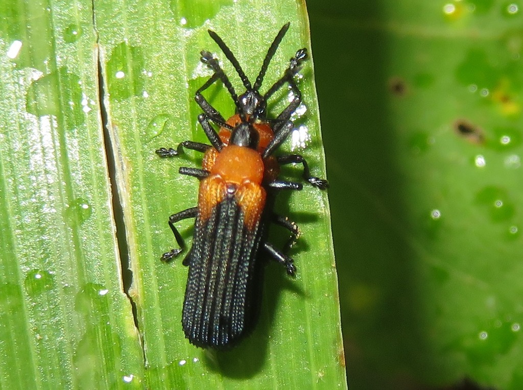 Chalepus cincticollis