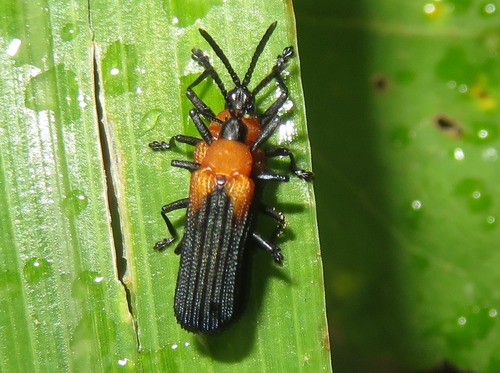 Chalepus cincticollis · iNaturalist