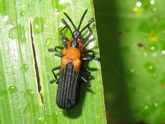 Chalepus cincticollis
