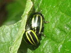 Desmogramma