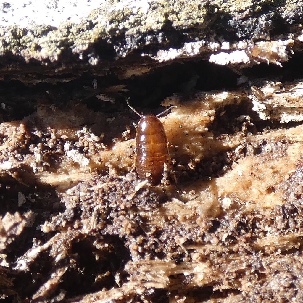 Virginia Wood Cockroach from Highlands/Perkins, Baton Rouge, LA, USA on ...