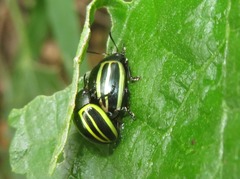 Desmogramma
