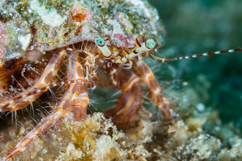 Striped Hermit Crab, photo 2 of 10