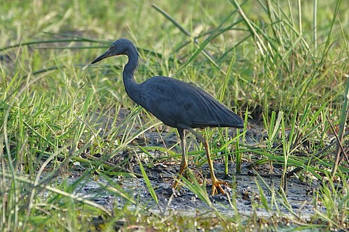 iNaturalist image