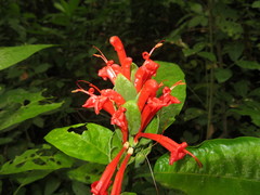 Pachystachys puberula