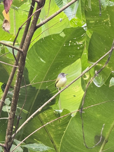 Black-capped Pygmy Tyrant (Myiornis atricapillus)