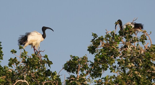 iNaturalist: (c) David F. Fraser, some rights reserved (CC BY-NC), uploaded by David F. Fraser iNaturalist image