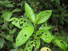 Pachystachys puberula