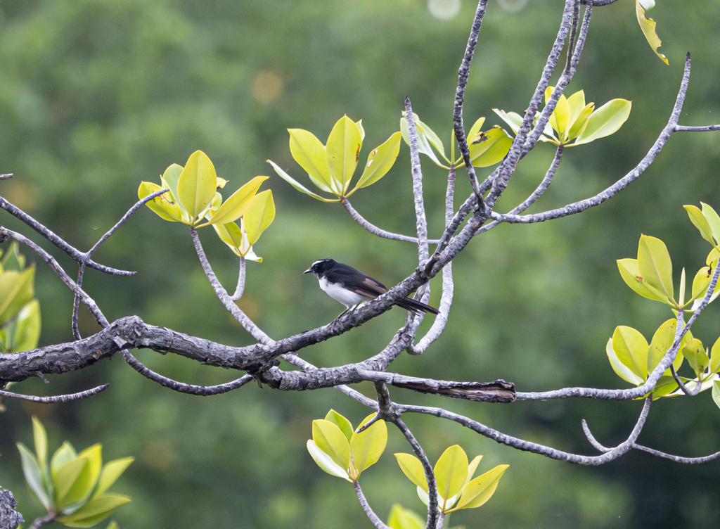 Willie Wagtail (Rhipidura leucophrys)