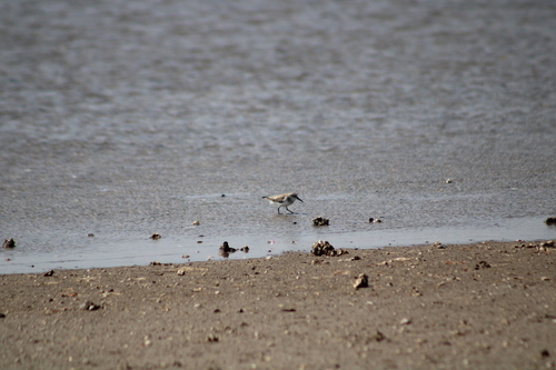 iNaturalist: (c) filimonios, some rights reserved (CC BY-NC), uploaded by filimonios iNaturalist image