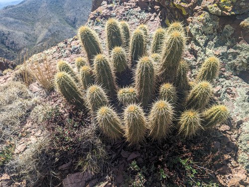 Echinocereus ledingii