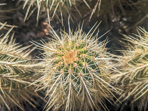 Echinocereus ledingii