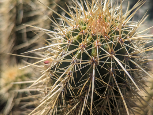 Echinocereus ledingii
